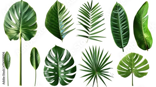 A collection of tropical leaves displayed on a white background. Perfect for adding a touch of nature to your designs or creating a tropical theme