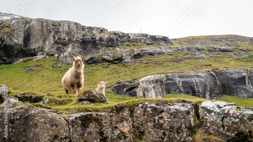 Sheep roam freely on the Faroe Islands  a common sight against the rugged Faroese landscape.