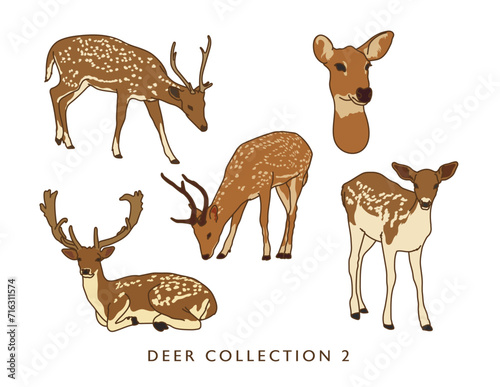 Deer Vector Illustration in Color! - Collection 2 