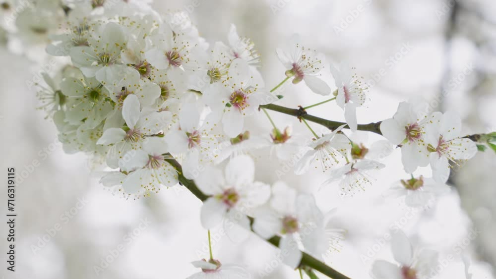 Beautiful spring white fruits flowers in bloom. Cherry branch with blossoms of japanese tree Sakura in garden. Close up. Colors of nature. Beautiful spring white fruits flowers in bloom. Cherry branch with blossoms of japanese tree Sakura in garden. Close up. Colors of nature.
