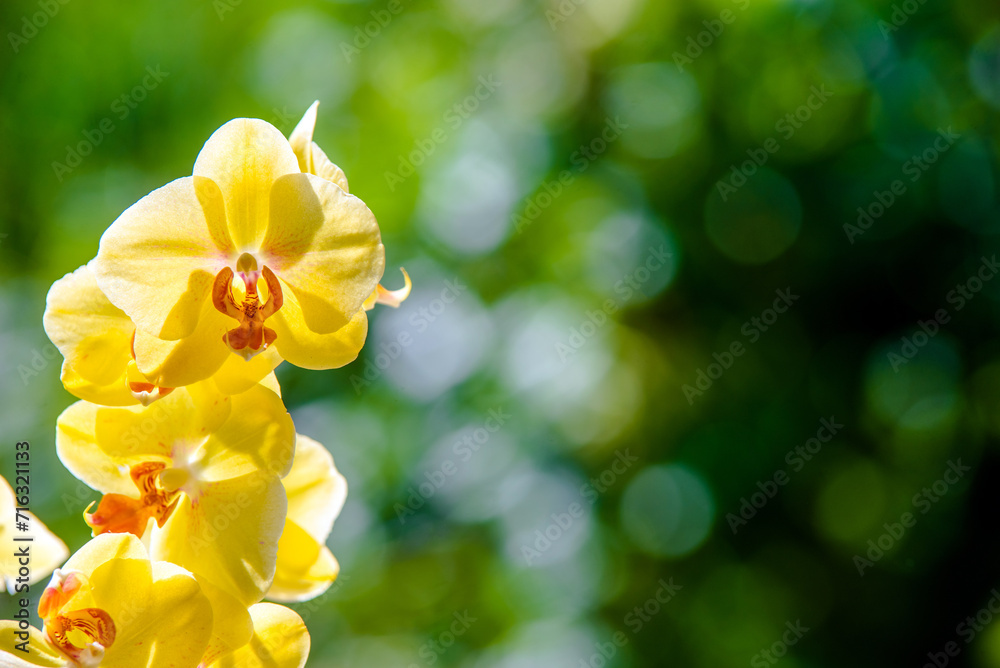 yellow Orchid branch on green natural background
