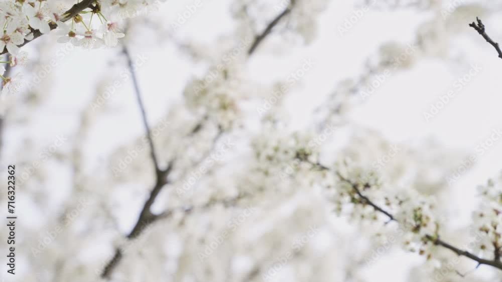 Beautiful spring white fruits flowers in bloom. Cherry branch with blossoms of japanese tree Sakura in garden. Close up. Colors of nature. Beautiful spring white fruits flowers in bloom. Cherry branch with blossoms of japanese tree Sakura in garden. Close up. Colors of nature.
