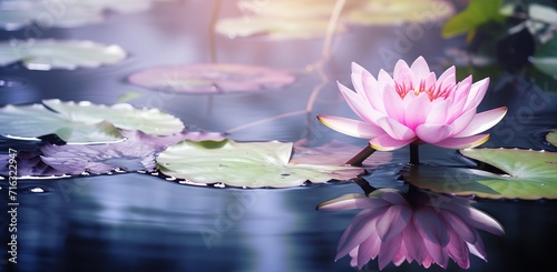 The lotus flower is pink  very beautiful  with the right amount of light  making this lotus more beautiful in terms of viewing wallpaper