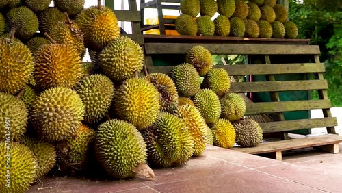 Fresh durian fruit. Asian fruit with intense aromas. Group of durian fruits at local market