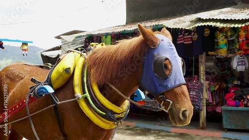 Horse cart wearing fashionable sunglasses. Horse rickshaw for city tour. Asian horse carriage photo