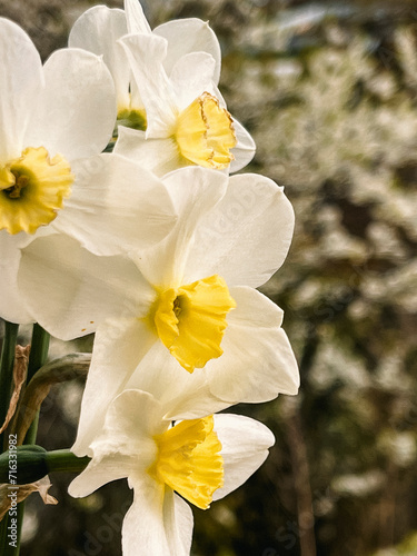 Bouquet of white daffodils on the background of cherry blossoms in the garden. The first spring flowers