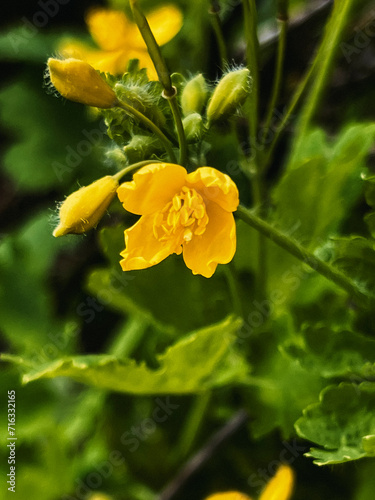 yellow celandine flowers on a green grass background photo