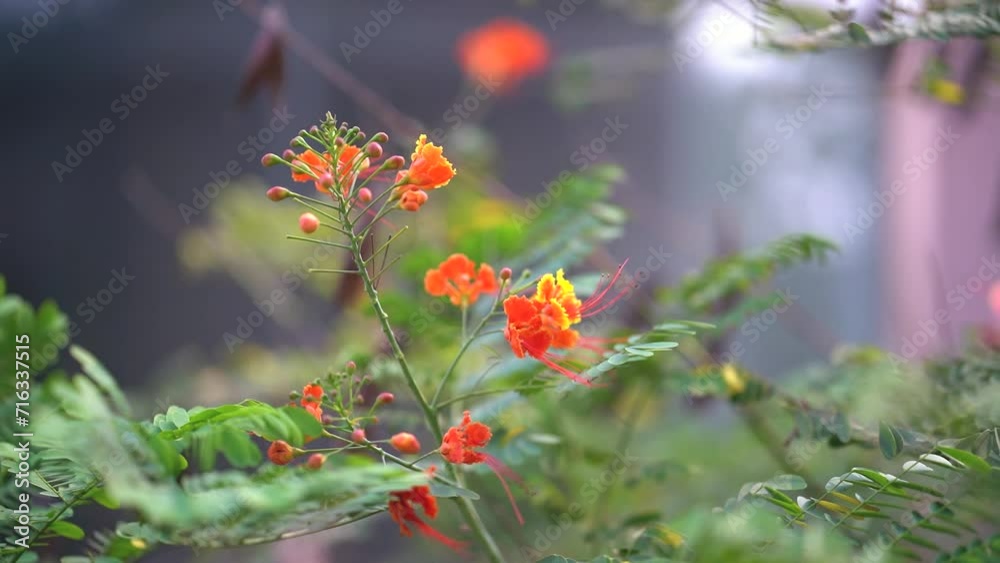 View of peacock flowers, Yellow red peacock flower, Red peacock flowers tree on natural , Peacock Flower in Full Bloom Close up stock video View of peacock flowers, Yellow red peacock flower, Red peacock flowers tree on natural , Peacock Flower in Full Bloom Close up stock video