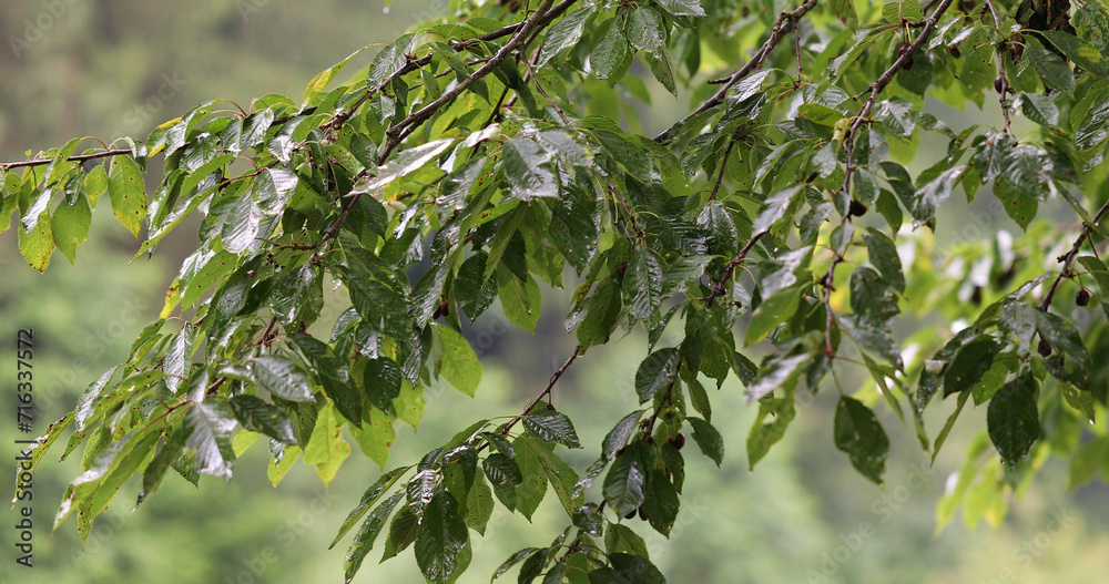 Rainy day with wet tree leaves closeup. Rainy day with wet tree leaves closeup.