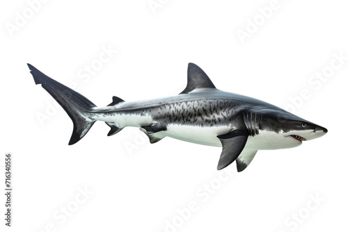 shark isolated on transparent background © LivroomStudio