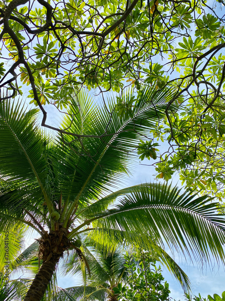 Fototapeta premium palm tree leaves