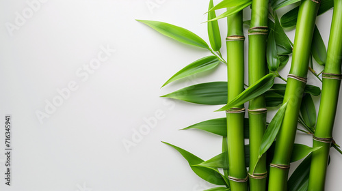 Fresh bamboo shoots delicately captured against a simple white backdrop, highlighting their natural beauty and culinary potential. Clean and minimalist composition for a serene aesthetic. photo