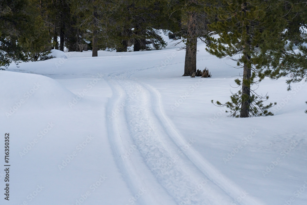 Snowmobile tracks going into forest.  