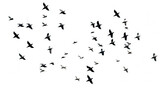 A flock of flying birds on white background