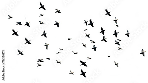 A flock of flying birds on white background © Planetz