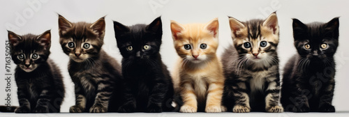 cute  line of blacks and golds kittens,A group of different kitten photo