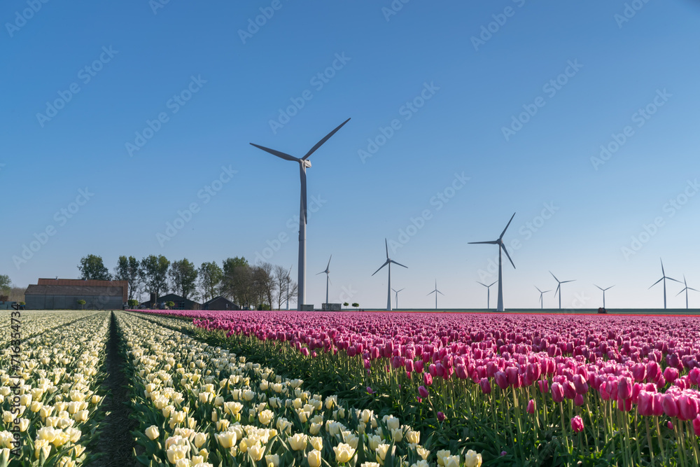 Tulip fields in Noordoostpolder, in The Netherlands