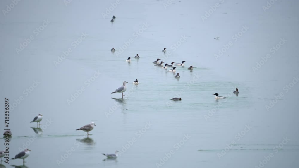 Open water over frozen Utah Lake with Merganser ducks and seagulls swimming in it. Open water over frozen Utah Lake with Merganser ducks and seagulls swimming in it.
