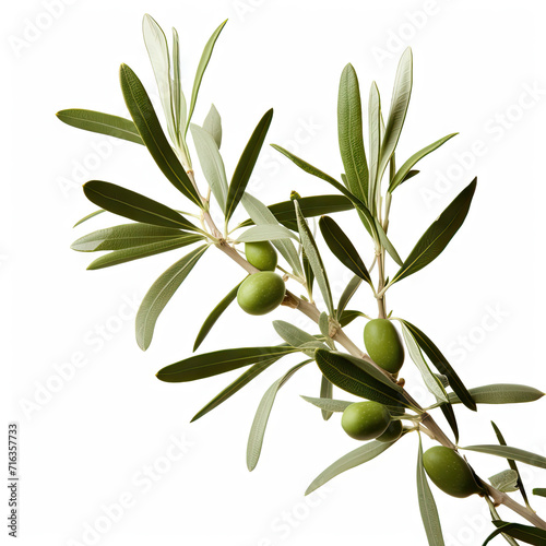  olive tree branch isolated on white background