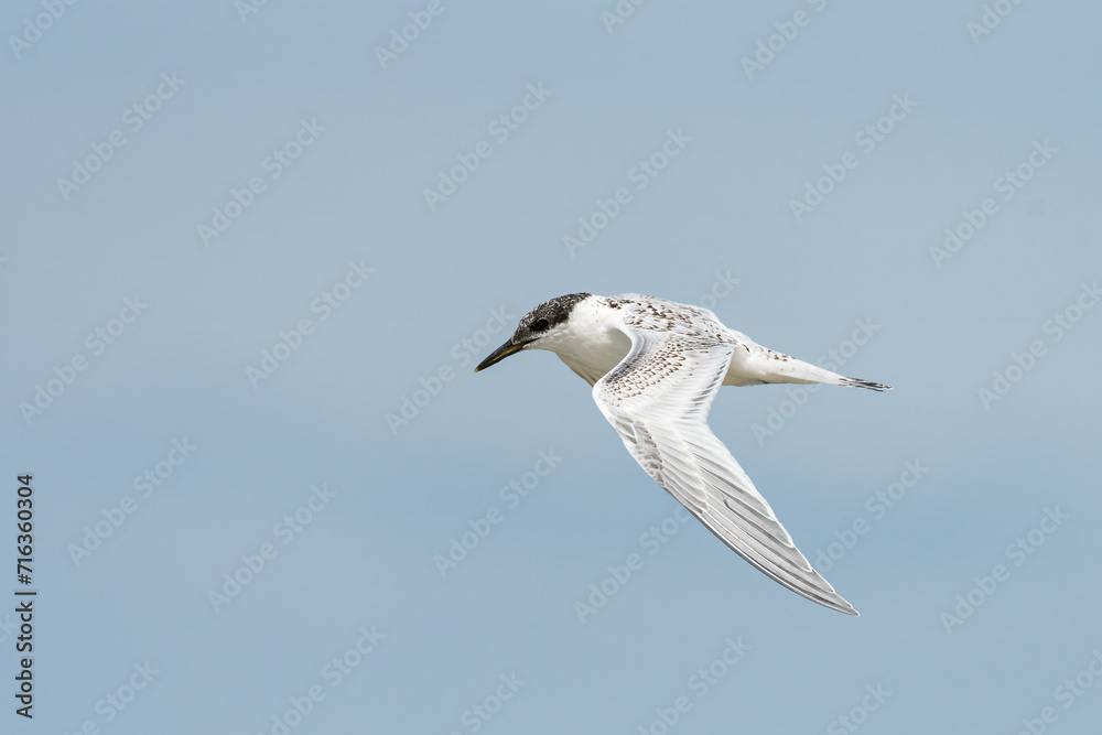 Young sandwich tern in flight blue sky Young sandwich tern in flight blue sky