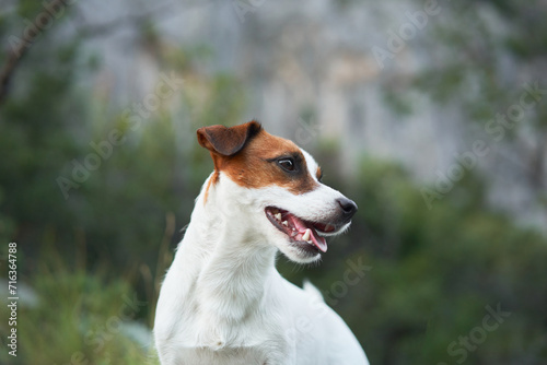 A Jack Russell Terrier dog sits proudly on a rocky trail. Surrounded by mountains, this little adventurer takes in the grandeur