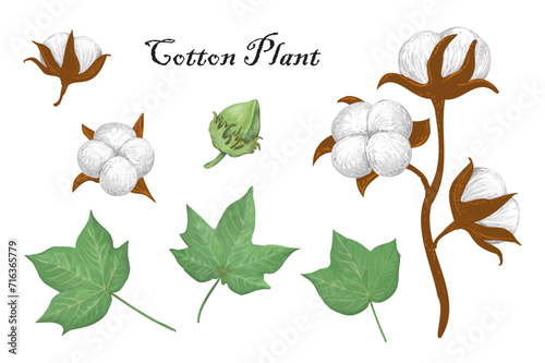 Delicate realistic hand-drawn vector illustration of organic cotton plant elements - stem, leaves, bud and bolls. Gossypium botanical illustration in vintage style. 