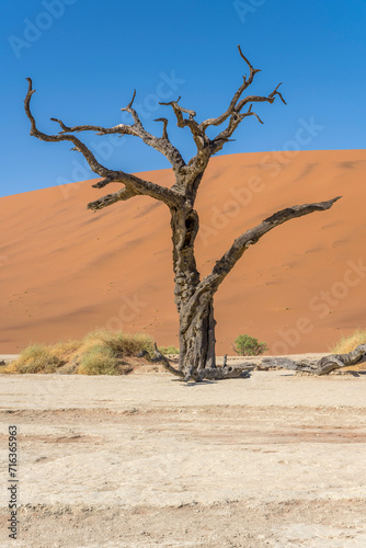 big gnarled dead Camelhorn tree at Deadlvei pan, Naukluft desert,  Namibia © hal_pand_108