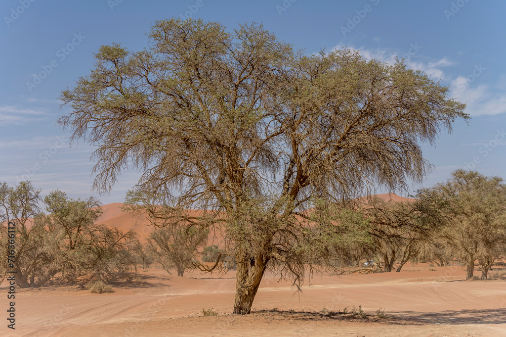 big Acacia ereoloba tree near Sossuslvei, Naukluft desert,  Namibia