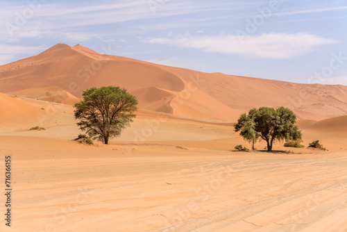 trees on sand road side and shades of red on big dunes  Naukluft desert near Sossuslvei   Namibia