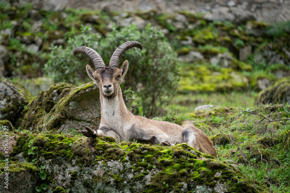 Obraz premium Majestic Ibex Resting on a Mossy Rock in Nature