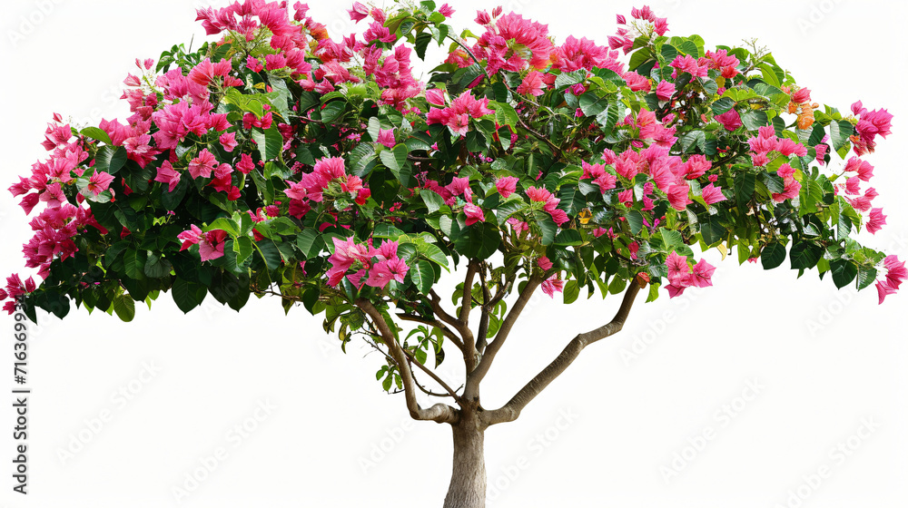 Flower bush shrub tree