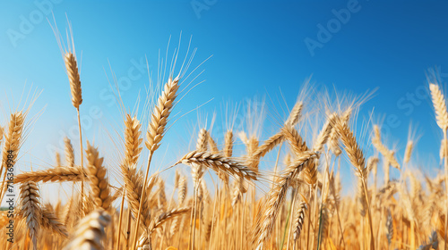 golden_wheat_field_with_a_clear_blue_sky_no_text_eye-cat