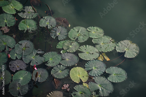 Aerial view of lilly pond in Ninh Binh, Vietnam