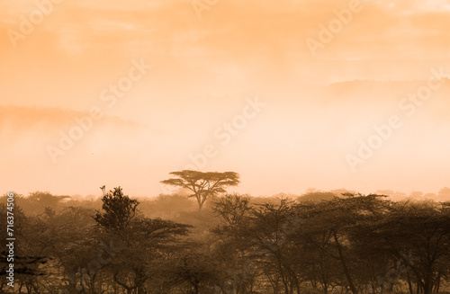 Afrykańska sawanna i mglistym świetle poranka © kubikactive