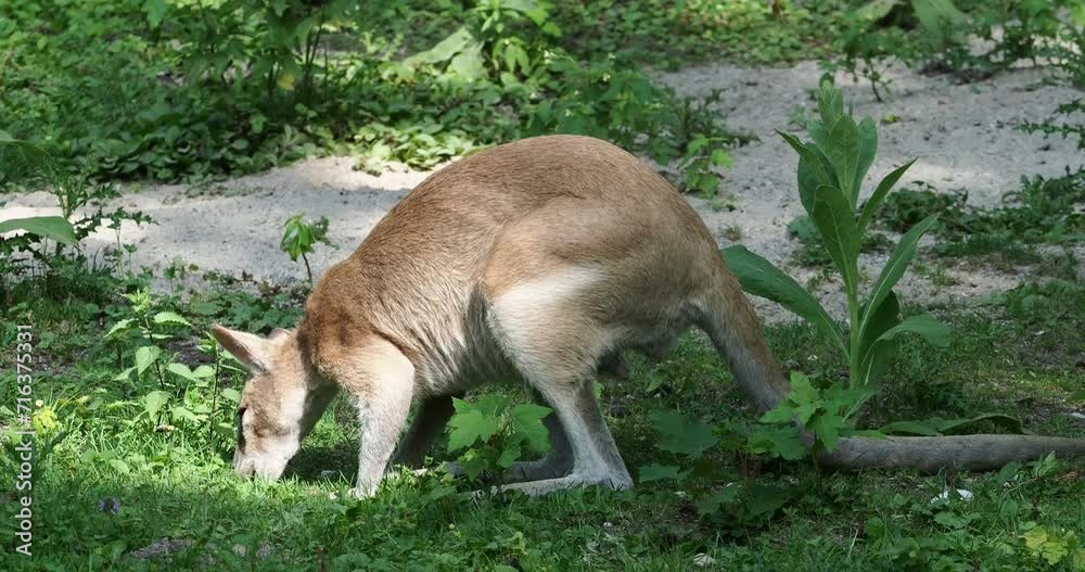 The agile wallaby, Macropus agilis also known as the sandy wallaby is a species of wallaby found in northern Australia and New Guinea. The agile wallaby, Macropus agilis also known as the sandy wallaby is a species of wallaby found in northern Australia and New Guinea.