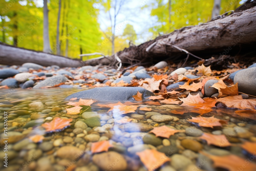 a stream flowing over smooth pebbles in a deciduous forest