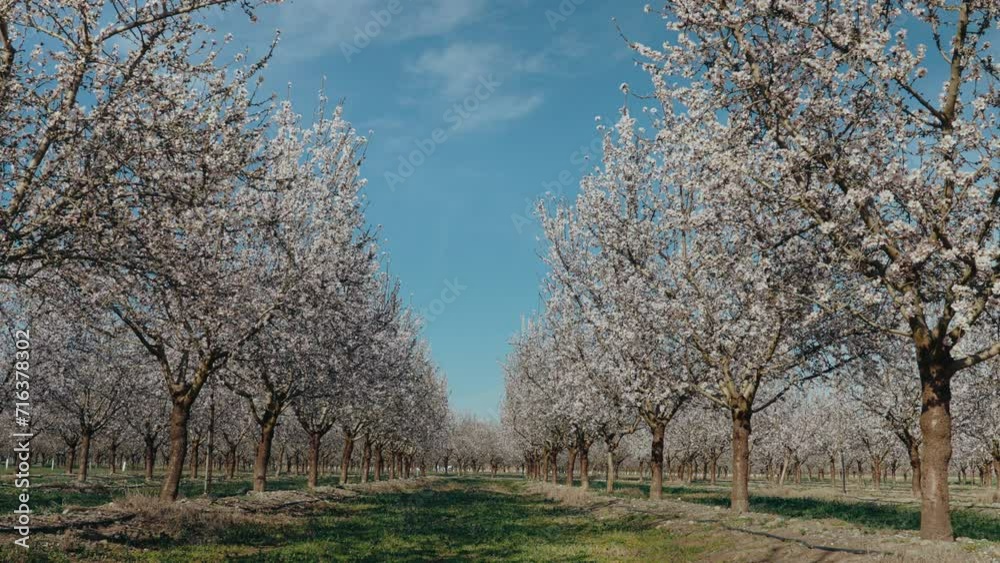 Picturesque shot between almond or apple trees rows. Tender white flower petals in blooming season at organic fruit tree farm. Agricultural tourism and excursions concept. Picturesque shot between almond or apple trees rows. Tender white flower petals in blooming season at organic fruit tree farm. Agricultural tourism and excursions concept.