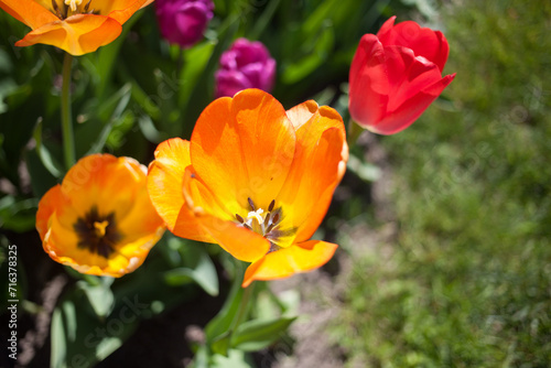 Close up of single, orange colored tulip, with other blurry tulips around