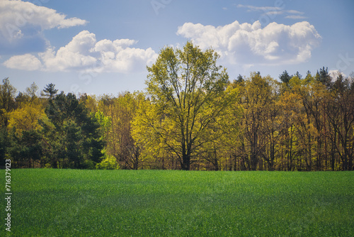 Landschaft - Himmel - Frühling - Feld - Ecology - Field - Nature - Concept - Environment - Clouds - Beautiful - Landscape - Background - Green - Bio - Forest