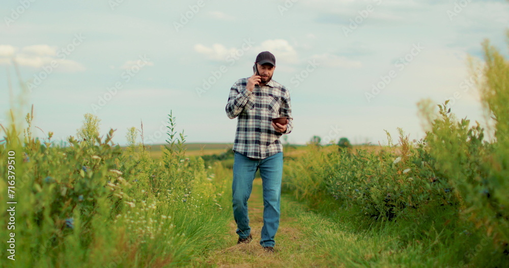 A young farmer is working in a blueberry field, talking on the phone while walking through a blueberry plantation.