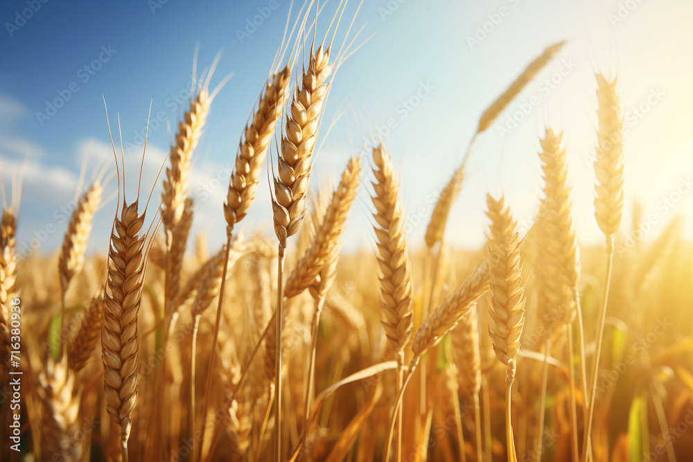 Golden Grass Field on a Sunny Summer Day, A Serene and Beautiful Landscape