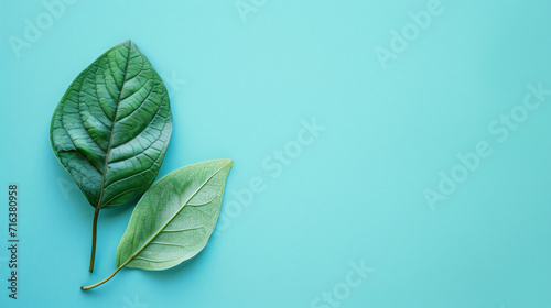 Minimal green leaf