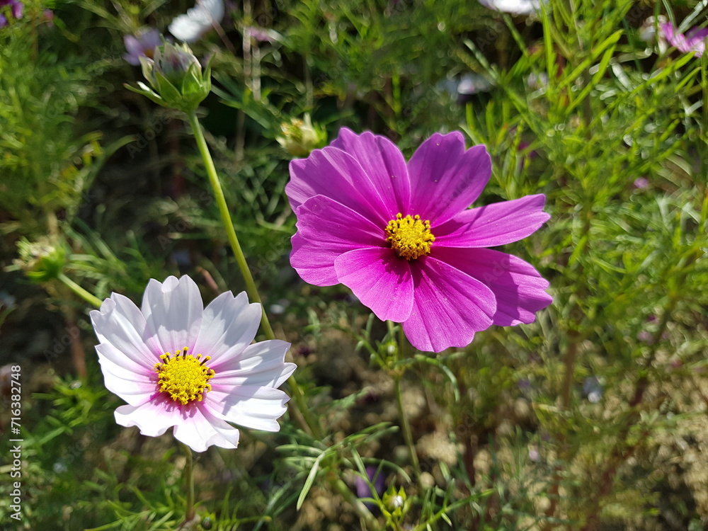 Cosmos blooming on the road Cosmos blooming on the road