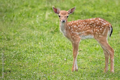 Young fallow deer in the forest