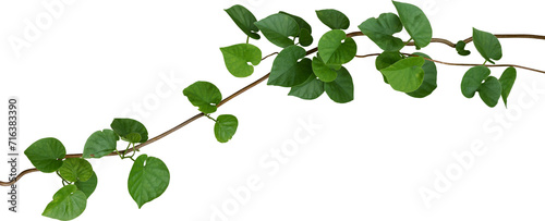 Vine plant, Branch creeper leaf green, Liana tropical nature.