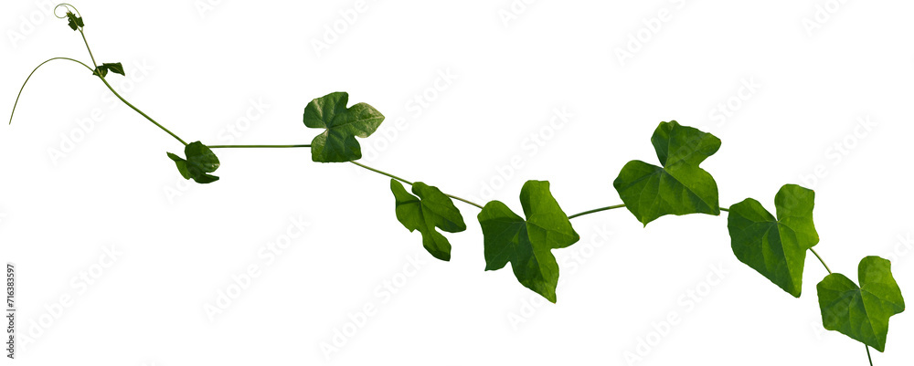 Vine plant, Branch creeper leaf green, Liana tropical nature. - obrazy, fototapety, plakaty 