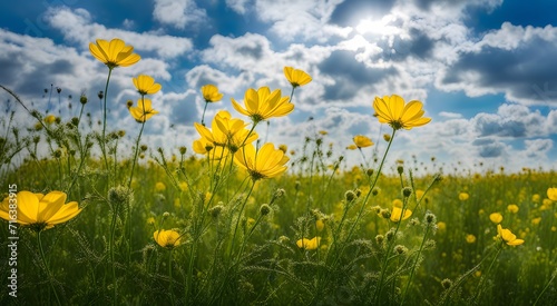 Beautiful delicate yellow flowers on a blue sky background
