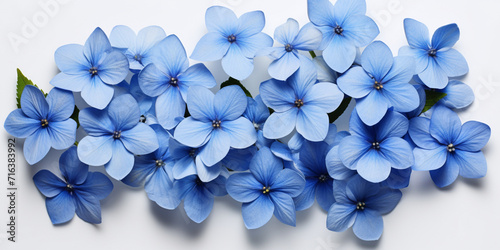 Beautiful Blue plumbago flowers on white wooden background ,,,,Blue head phlox flower isolated on white background