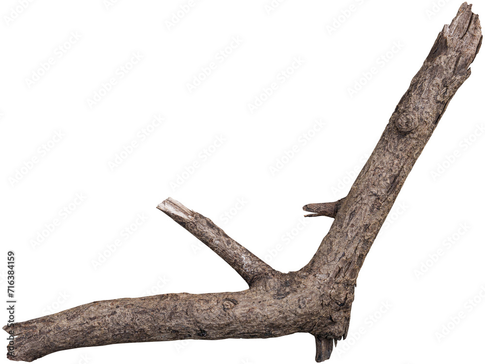 Obraz premium Dry branch tree naturally.