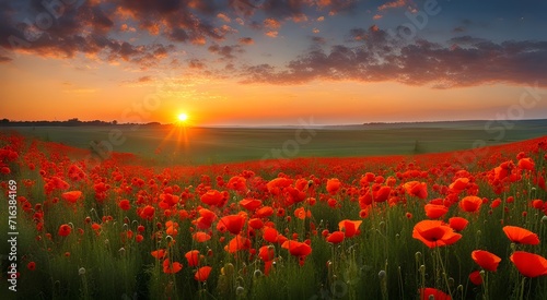 Awesome red poppies against the sunset